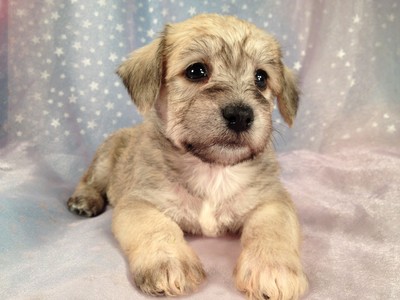 Male Schnoodle Puppies for sale Ready August 22, 2012